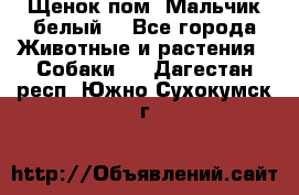 Щенок пом. Мальчик белый  - Все города Животные и растения » Собаки   . Дагестан респ.,Южно-Сухокумск г.